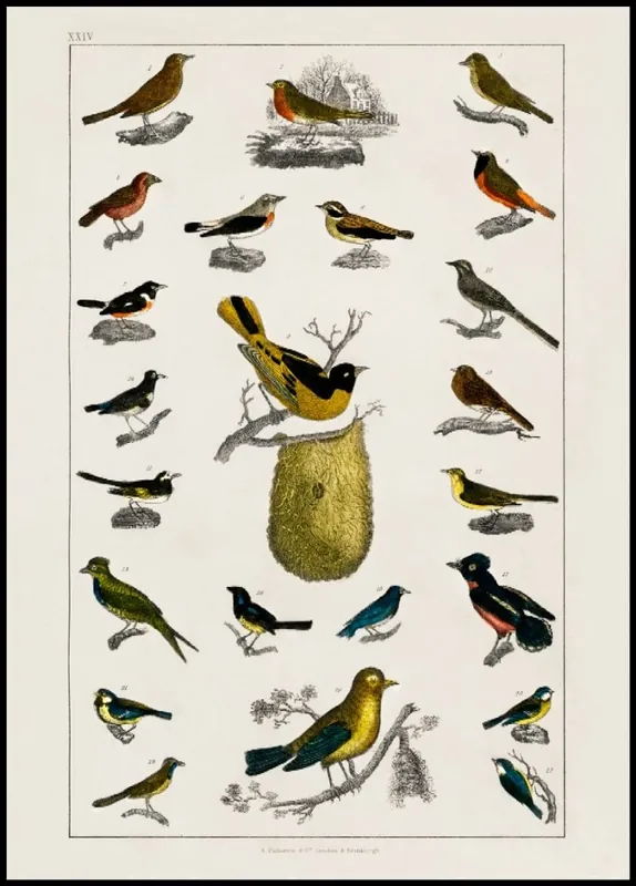 Birds Vintage Poster Nur Heute