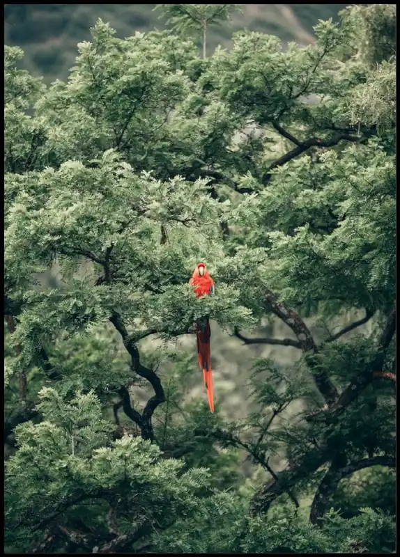 Contrast Parrot Poster Highlight