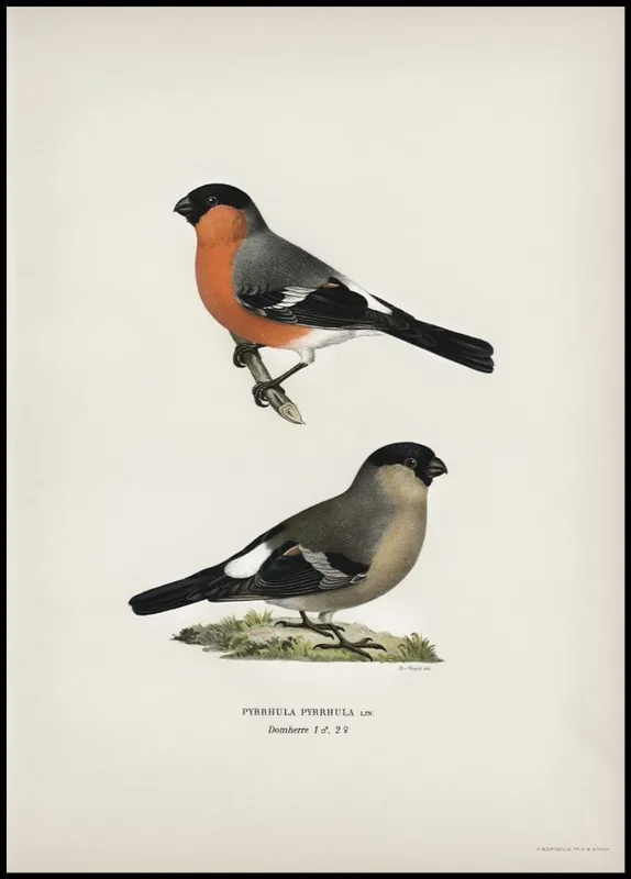 Vintage Bullfinch Poster Neue Kollektion