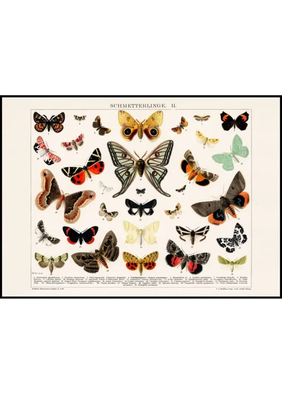 Collage of Beautifull Butterflies and Moths Poster Kostenloser Rückversand