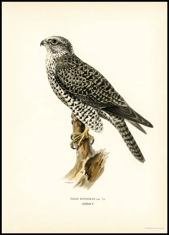Vintage Gyrfalcon Poster Direktkauf