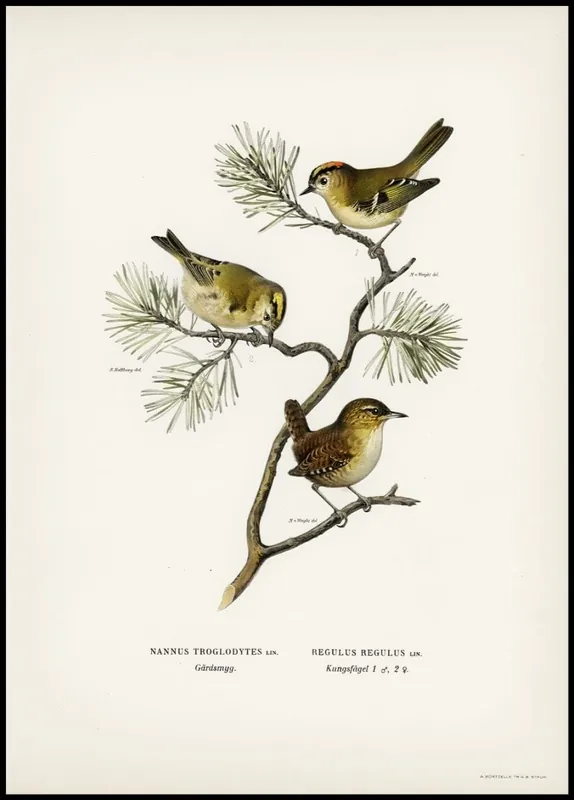 Vintage Goldcrest and Wren Poster Must-Have