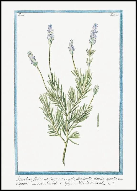 Jetzt Kaufen French Lavender Poster