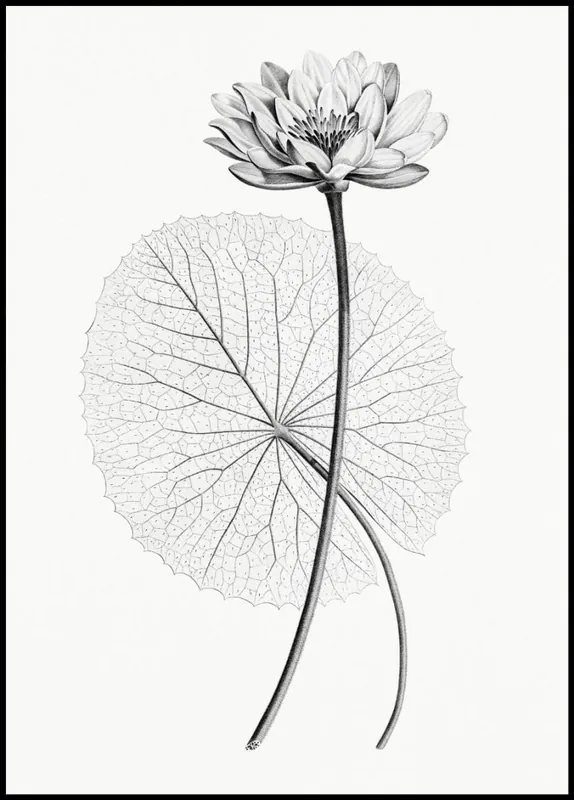 Vintage Illustration of White Egyptian Lotus Poster Super-Preis