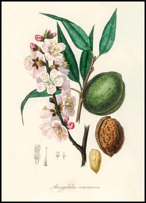 The Almond Poster Beliebt