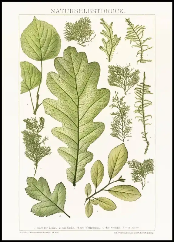 Gratis Versand Painting of Various Leaves Poster