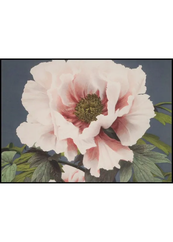Expressversand Beautiful Peony Vintage Poster