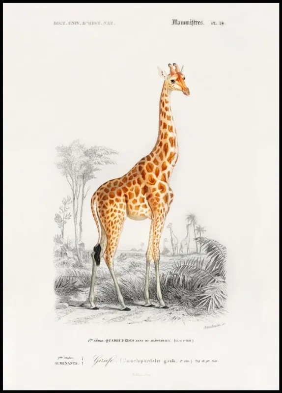 Finale Aktion Giraffe Vintage Poster