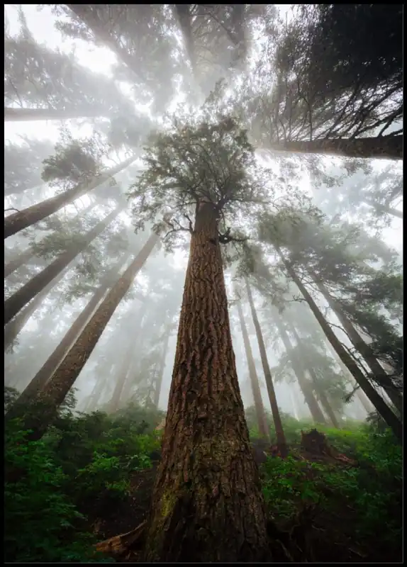 Abverkauf Tall Trees In The Mist Poster