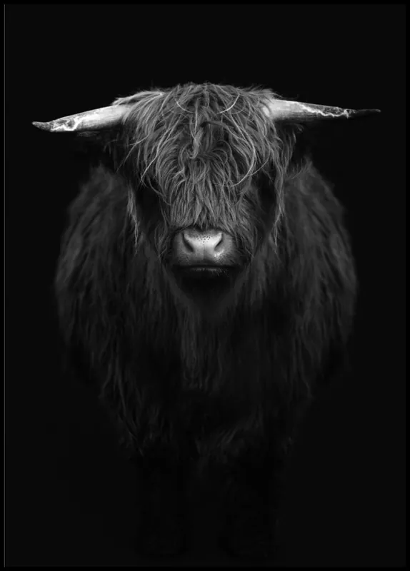 Highland Calf in Black And White Poster Saisonangebot