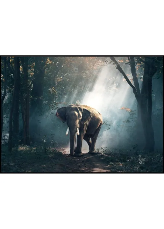 Special Lighteffect on Elephant Poster Geprüft