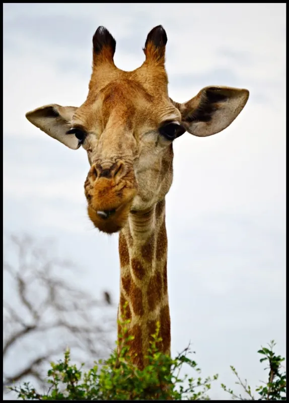 Festive Giraffe Poster Preisreduziert