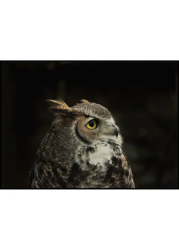 Nur Für Kurze Zeit Owl In The Dark Poster