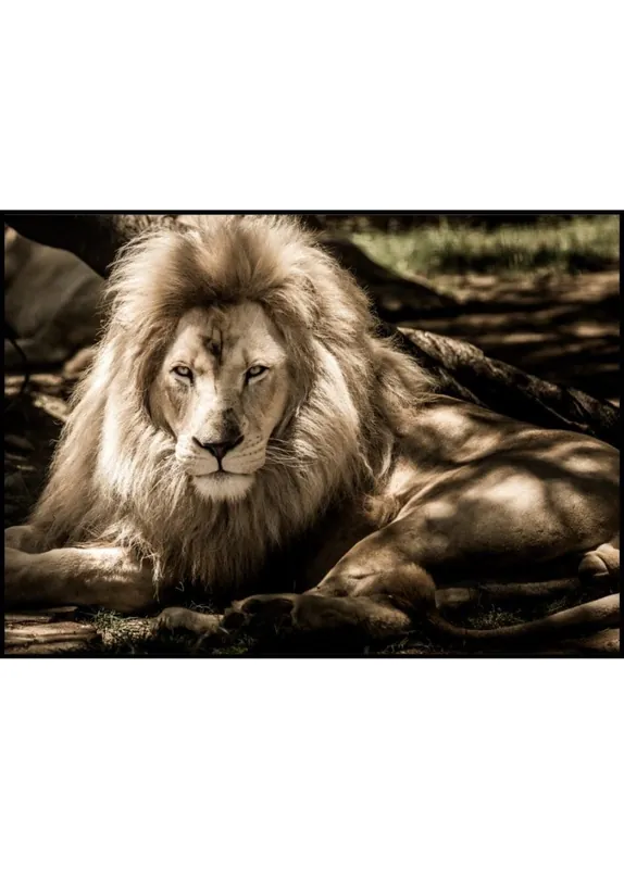 Lion Chillin Poster Sofort Bestellen