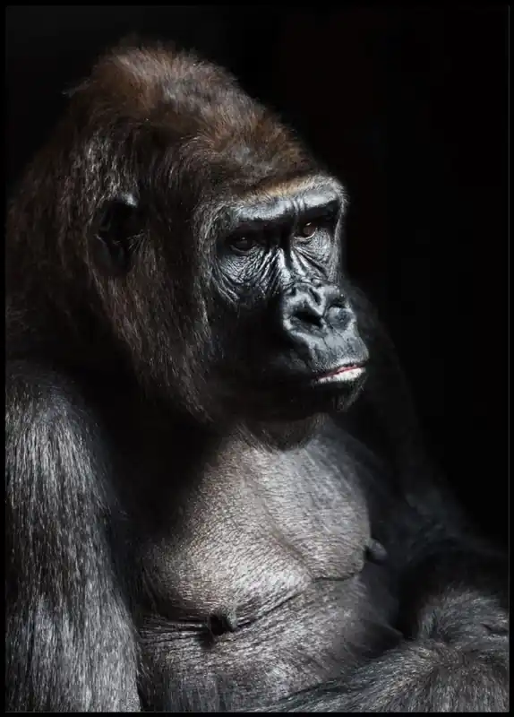 Echt Gorilla Poster