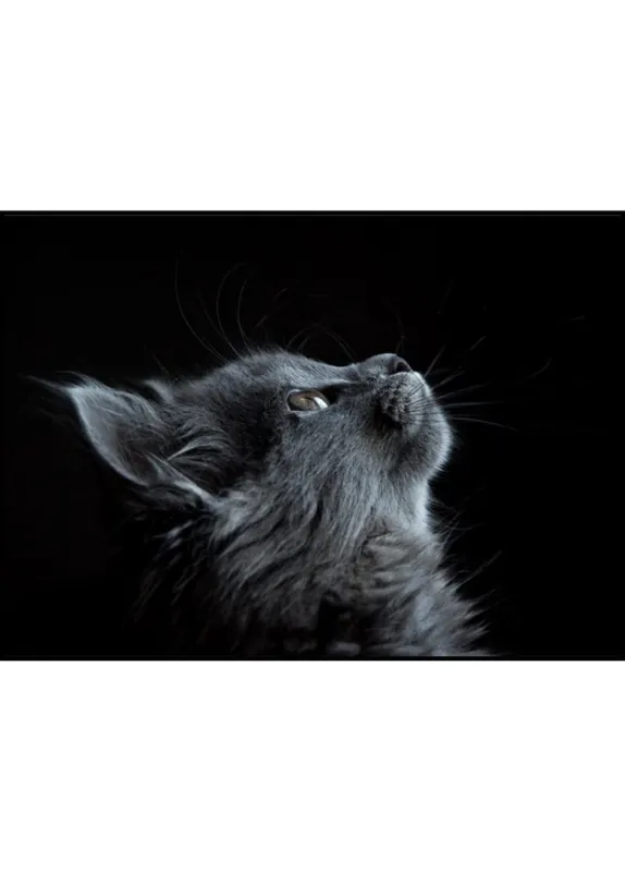Grey Cat On Black Poster Jetzt Bestellen