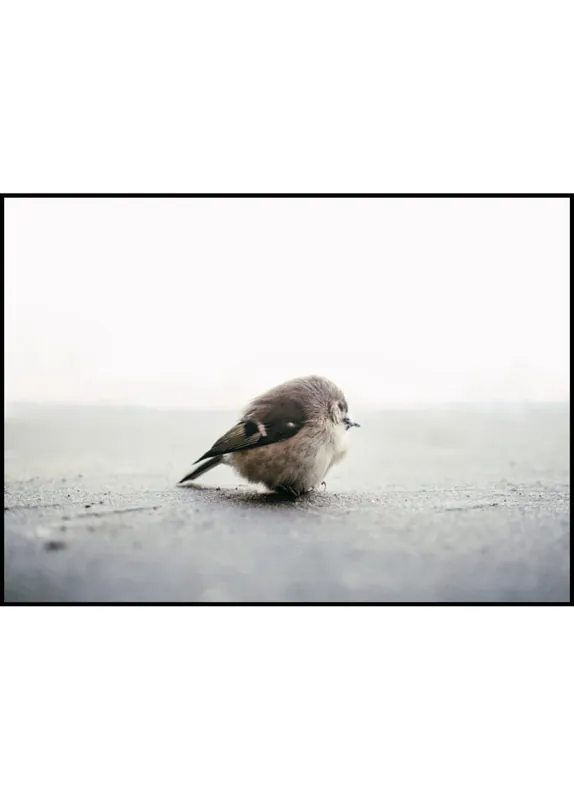 Sale Tiny Bird Poster