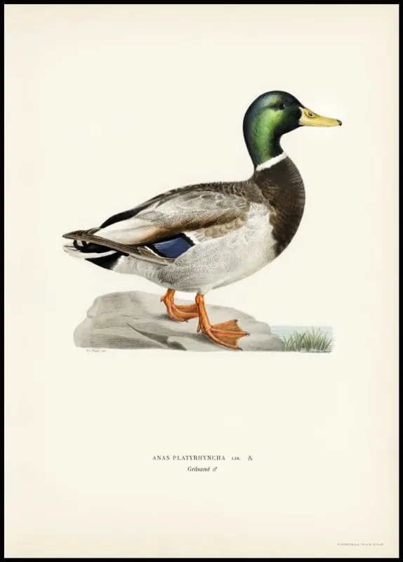 Vintage Mallard Poster Nur Heute