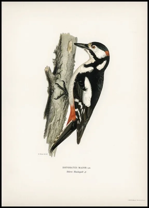 Schnäppchen Vintage Woodpecker Poster