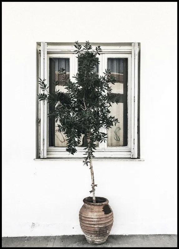 Preisknaller Olive Tree and Window Poster
