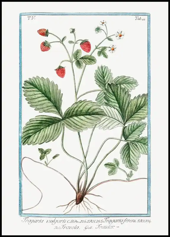 Strawberry Poster Saisonangebot