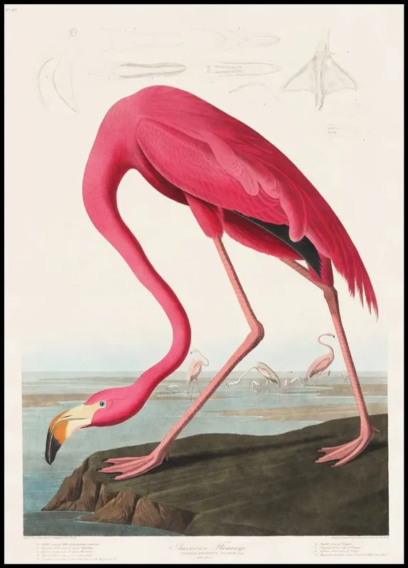 Versand Am Gleichen Tag The Pink Flamingo Poster