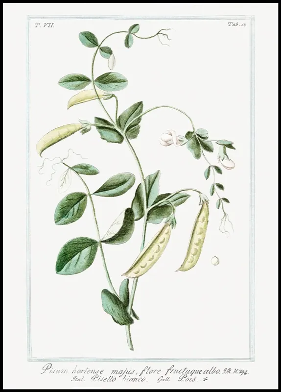 Preisreduziert Garden Pea Poster
