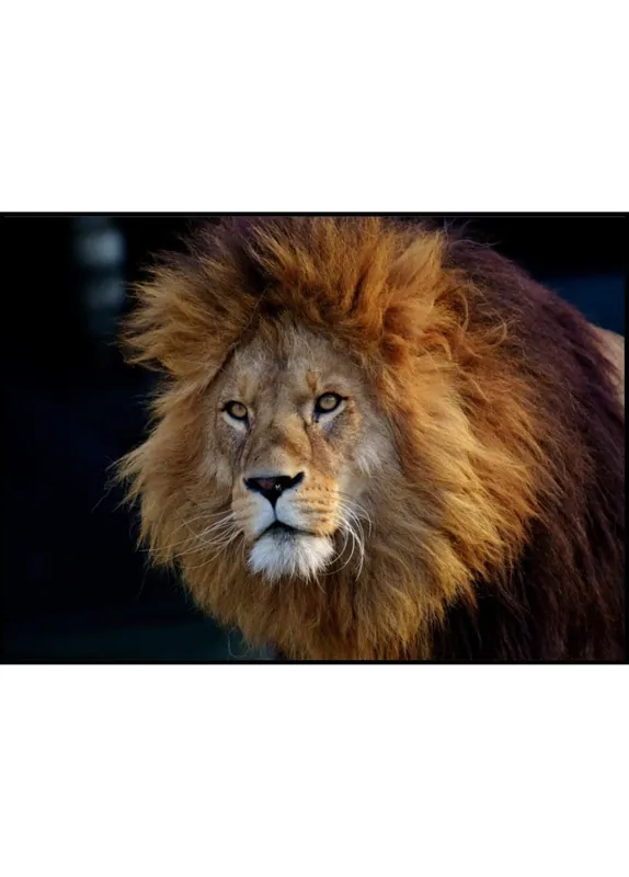 Majestic Lion Poster Meistverkauft