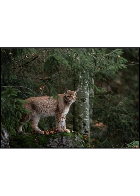 Lynx On Watch Poster Begrenztes Angebot