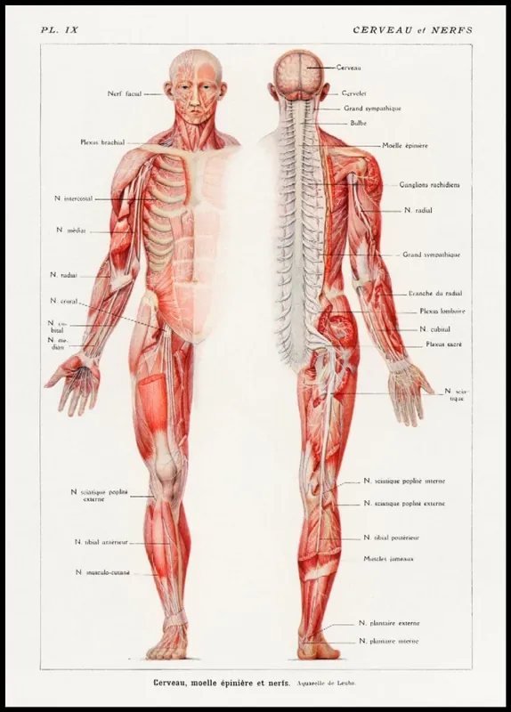 Illustration of The Human Nervous System Poster Angebot