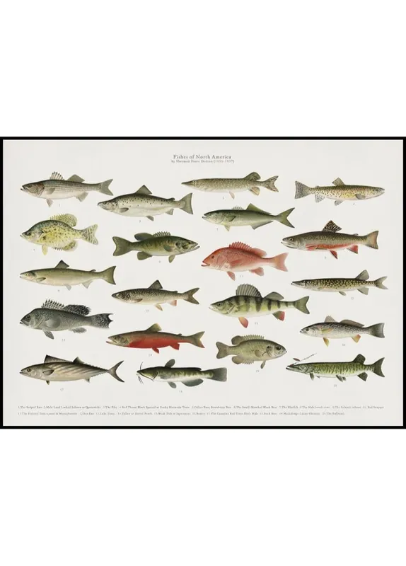Nur Heute Fishes of North America Poster