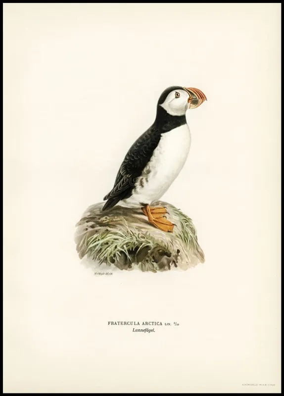 Kostenloser Rückversand Vintage Puffin Poster