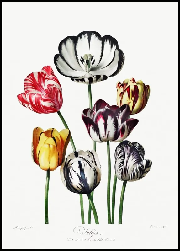 Kostenloser Versand Tulip Illustration Poster
