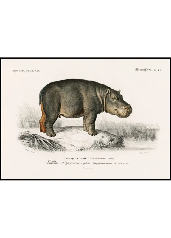 Must-Have Hippopotamus „Hippoptame“ Poster