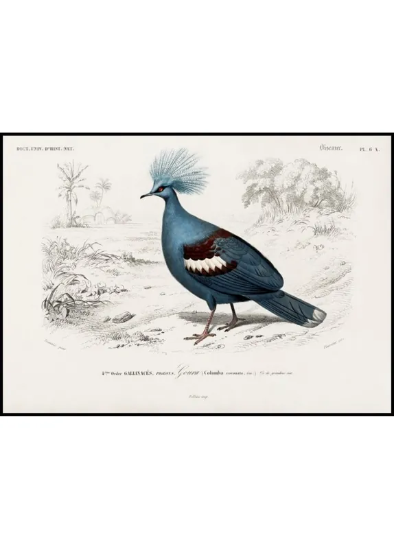 Kracherpreis Pigeon „Le Pigeon“ Poster