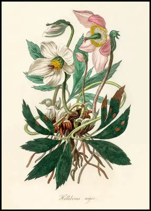 Must-Have Christmas Rose Poster