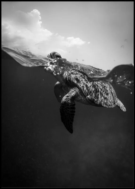 Greyscale Sea Turtle Poster Top-Seller