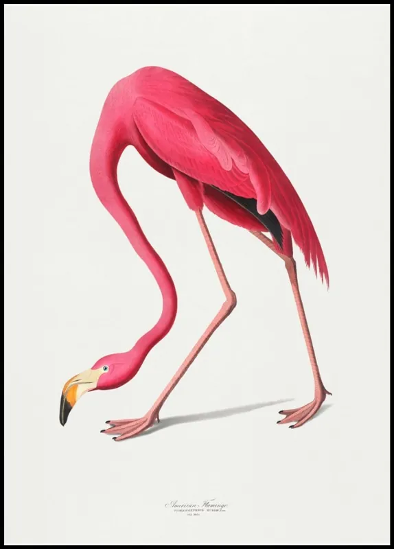 Billig Vintage Illustration of Pink Flamingo Poster nr.2