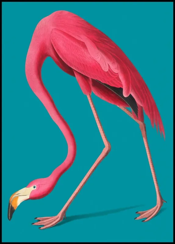 Vintage Illustration of Pink Flamingo Poster nr.1 Neuheit