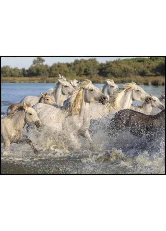 Beliebt Wild Horses Poster