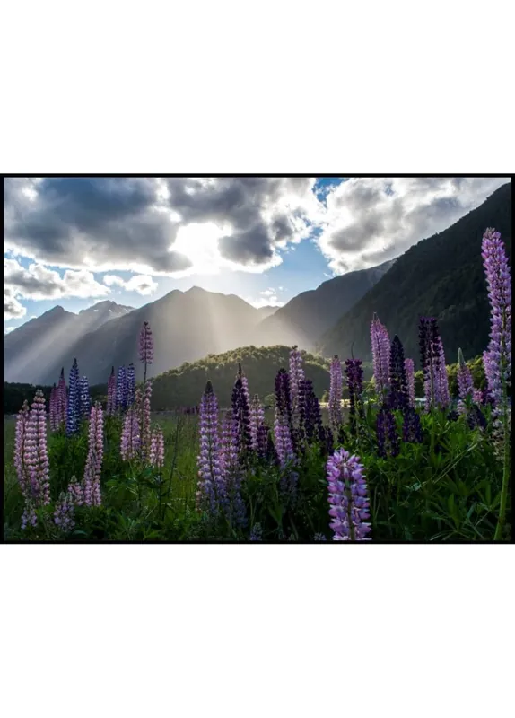 Super-Preis Lupines In The Valley Poster