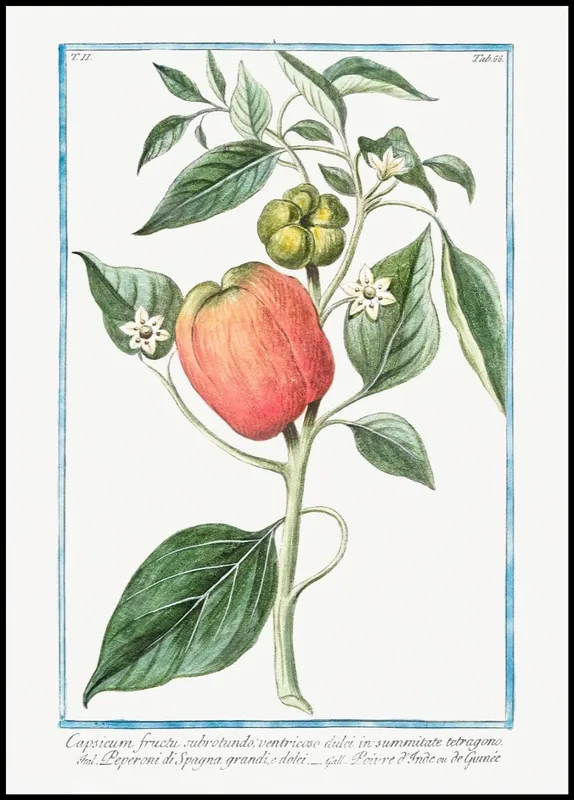 Heißes Angebot Vintage Bell Pepper Poster