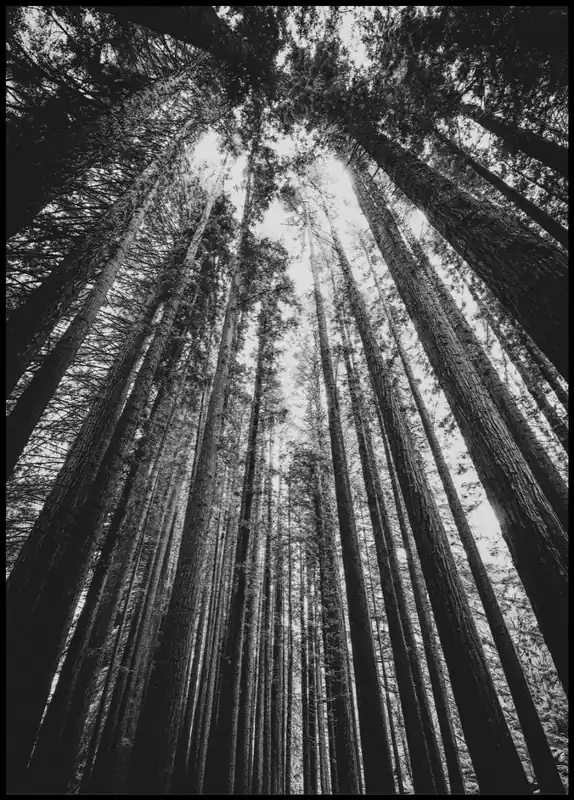 View Toward the Sky In a Forest Poster Markenprodukt