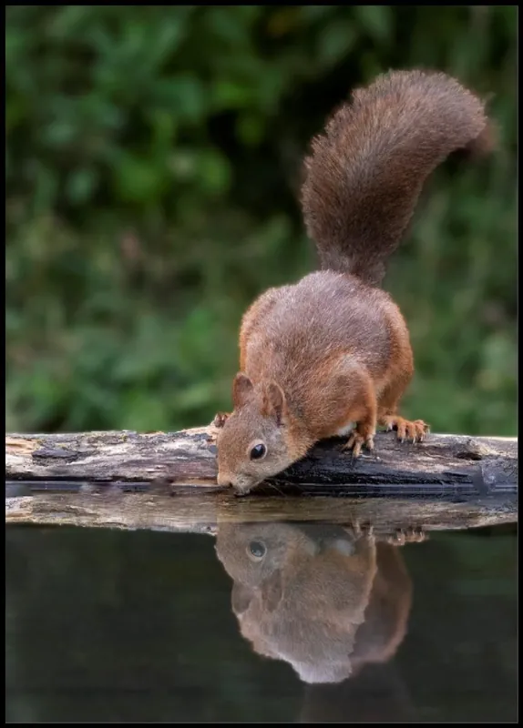 Squirrel Drinking Water Poster Knallerangebot