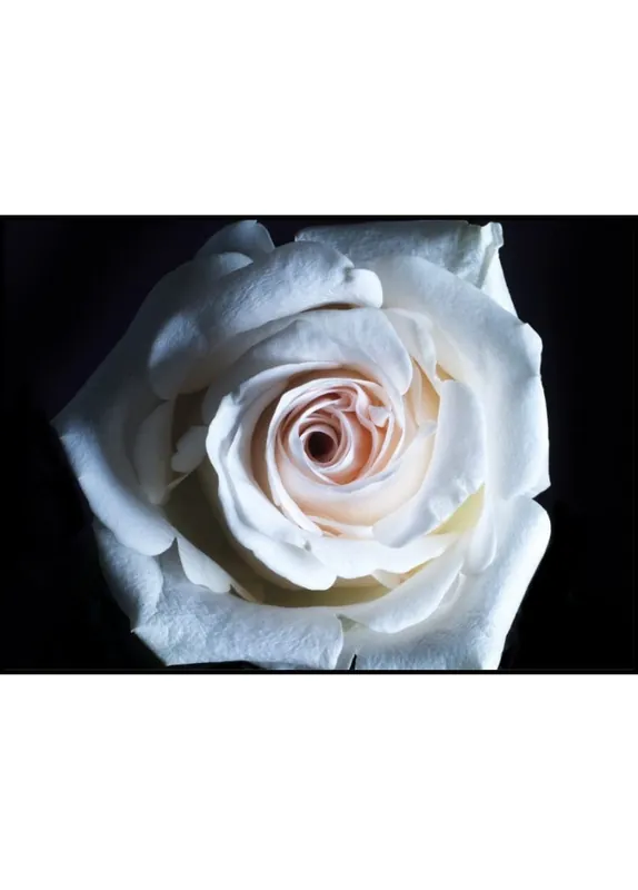 White Rose Poster Schnäppchen