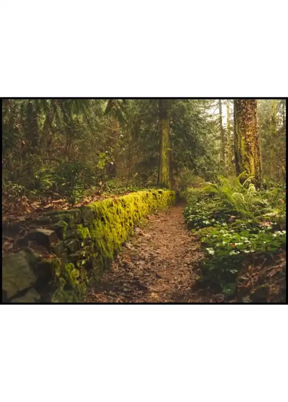 Path Through A Mossy Autum Forest Poster Sonderaktion
