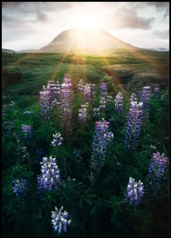 Mountain View Over Lupines Poster Sofort Bestellen