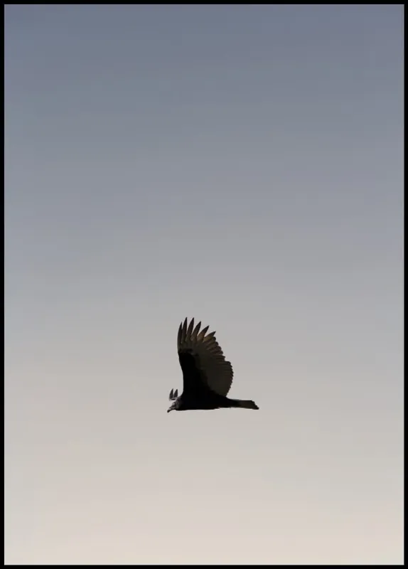 Flying Eagle Poster Zertifiziert