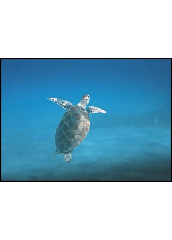 Sea Turtle Poster Direkt Vom Hersteller