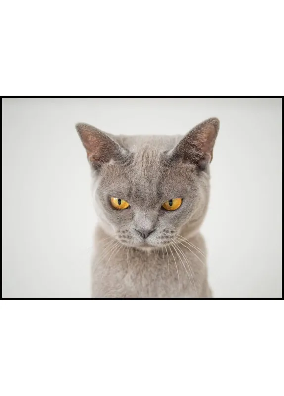 Rabatt Sneaky Cat Poster